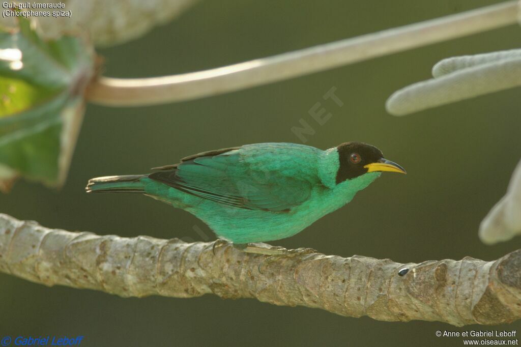 Green Honeycreeper male adult