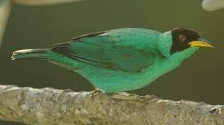 Green Honeycreeper