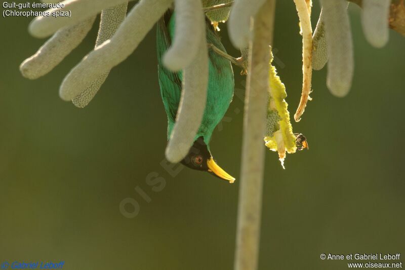 Green Honeycreeper male adult