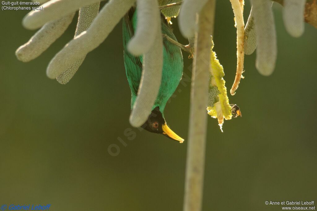 Green Honeycreeper male adult