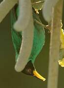 Green Honeycreeper