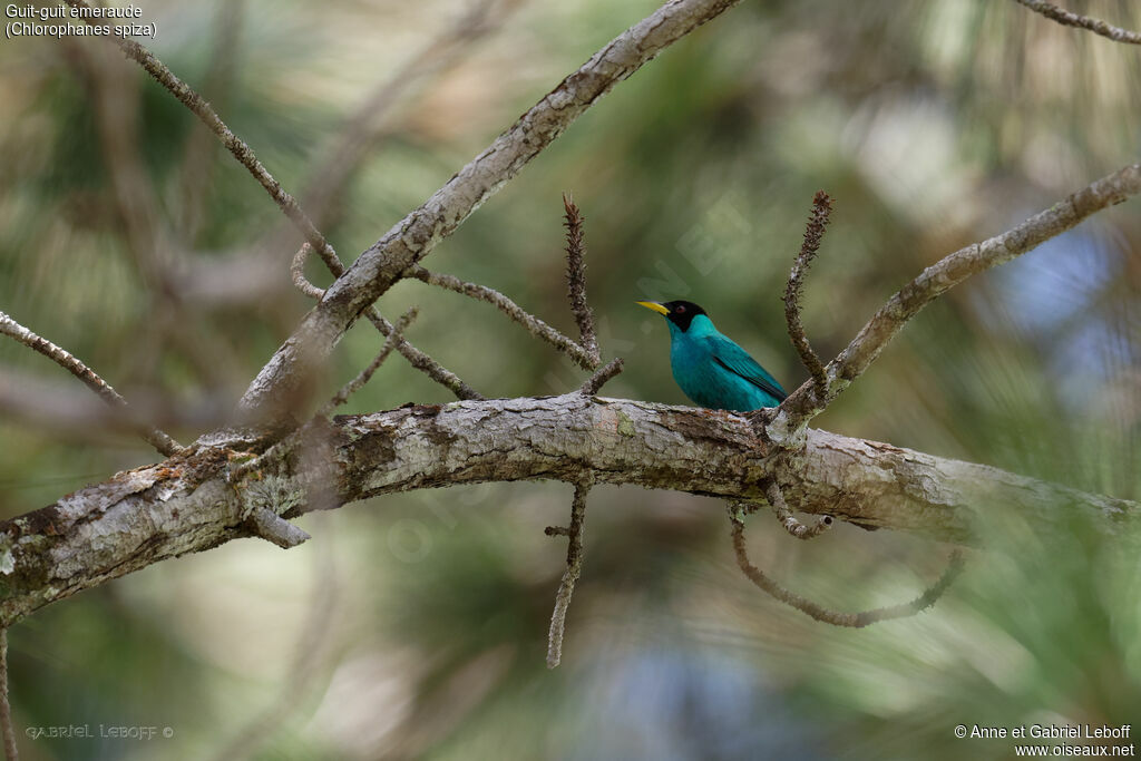 Green Honeycreeper male