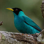 Green Honeycreeper