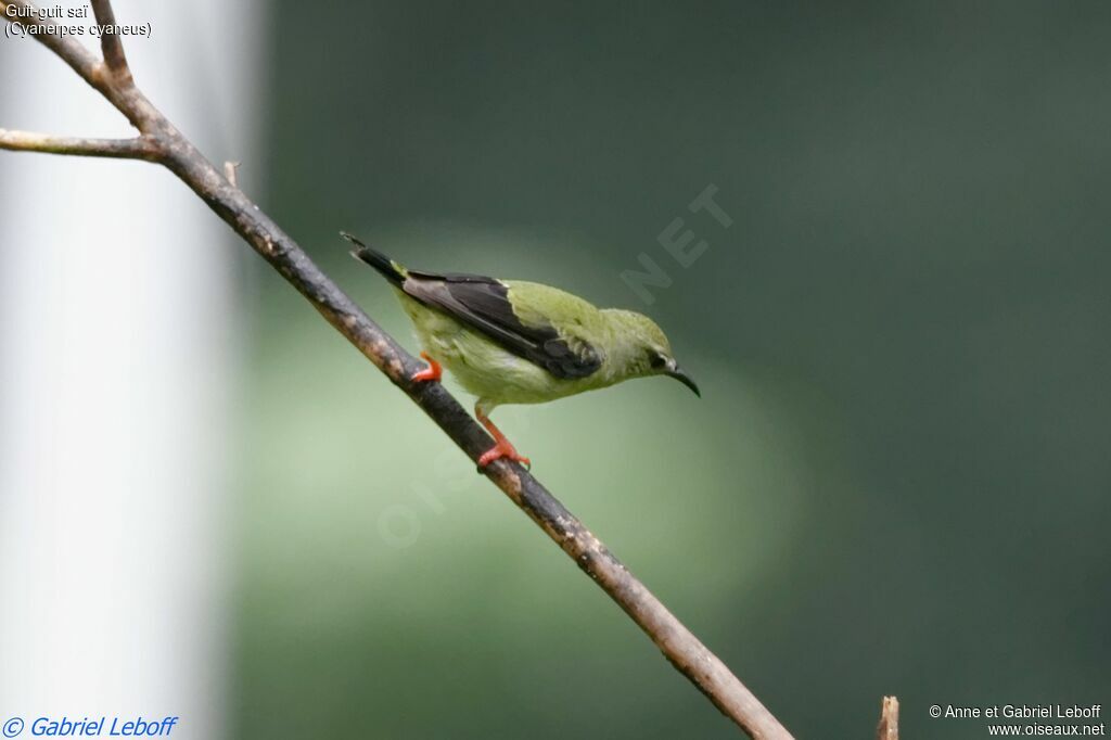 Red-legged Honeycreeper male adult