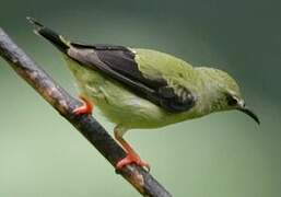 Red-legged Honeycreeper