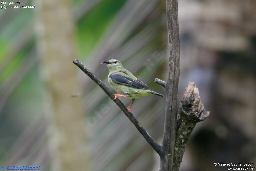 Red-legged Honeycreeper male adult