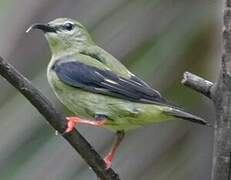 Red-legged Honeycreeper