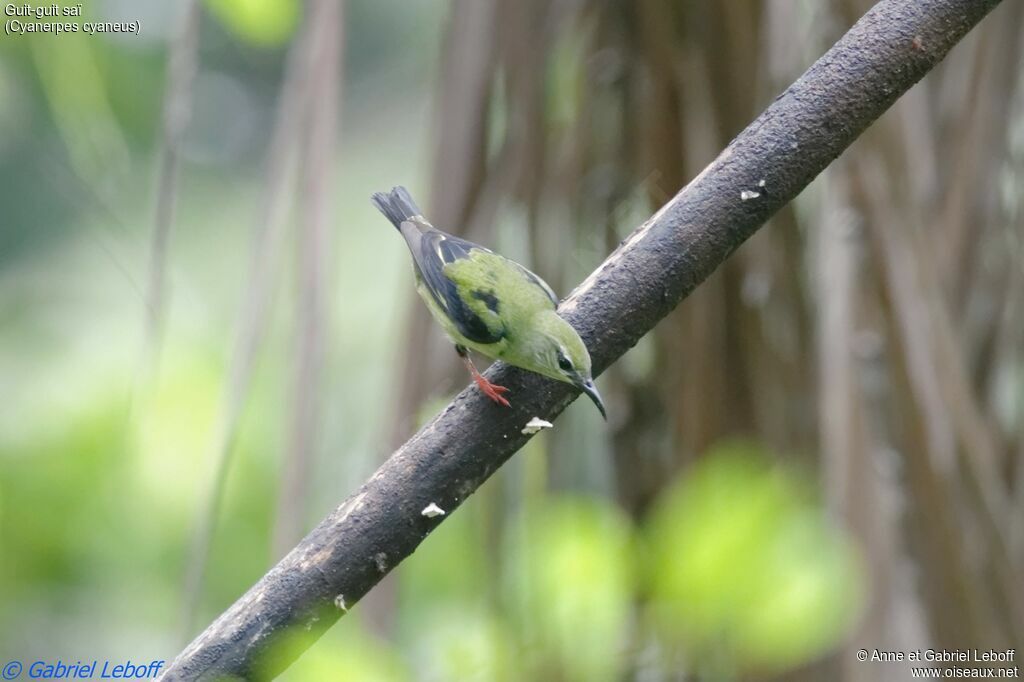 Red-legged Honeycreeper male adult