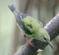 Red-legged Honeycreeper