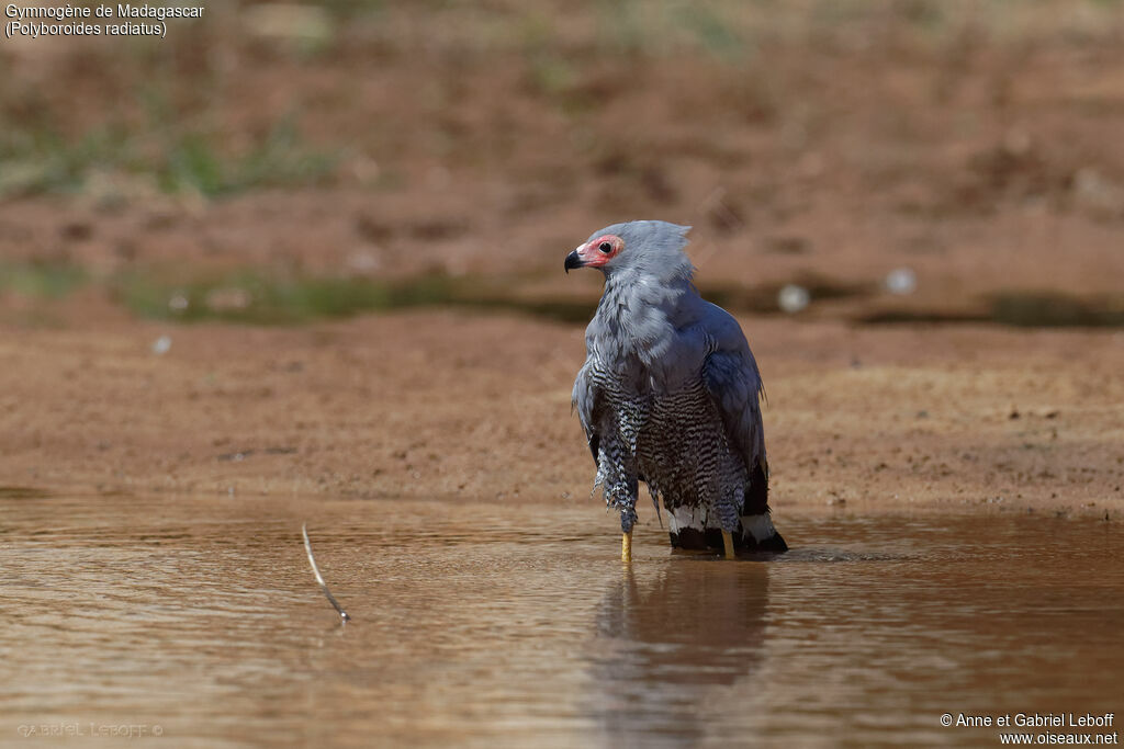 Madagascar Harrier-Hawk