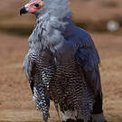 Gymnogène de Madagascar