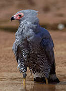 Madagascar Harrier-Hawk