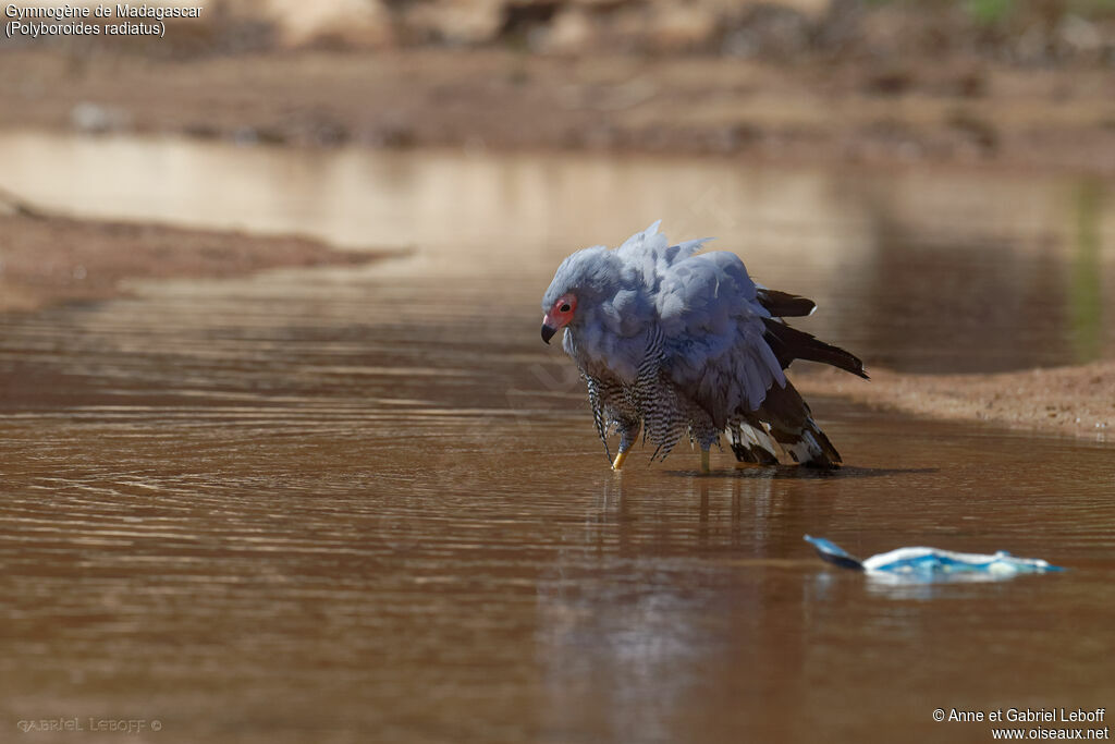 Madagascar Harrier-Hawk