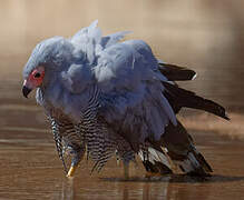 Madagascar Harrier-Hawk