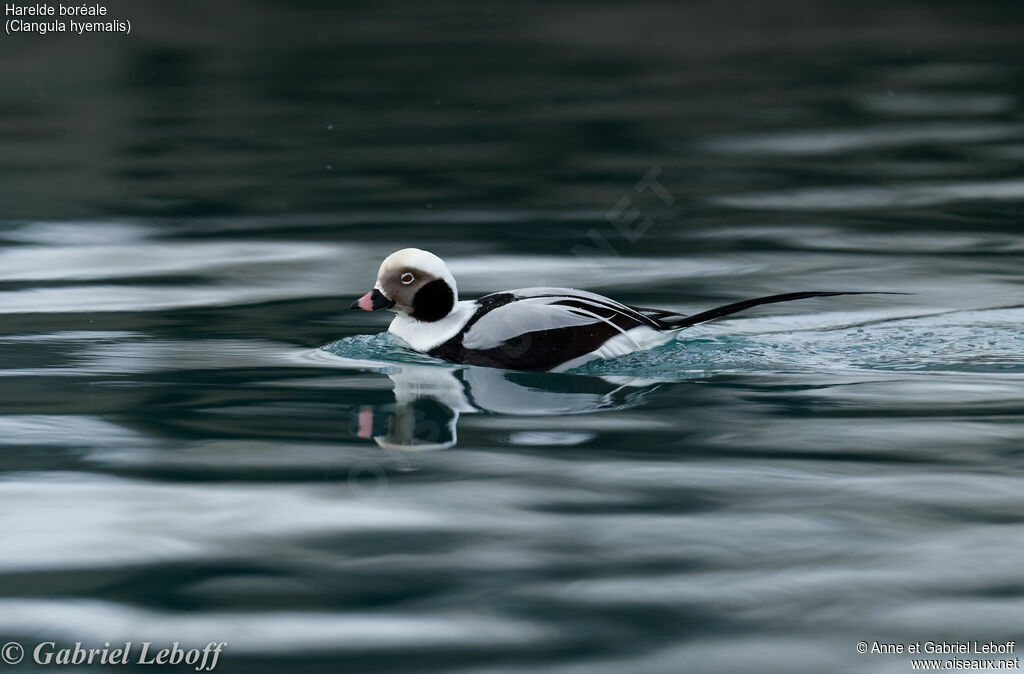 Long-tailed Duck male