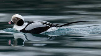 Long-tailed Duck