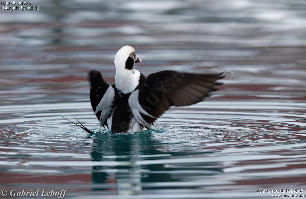 Long-tailed Duck male