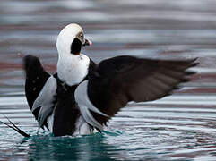 Long-tailed Duck