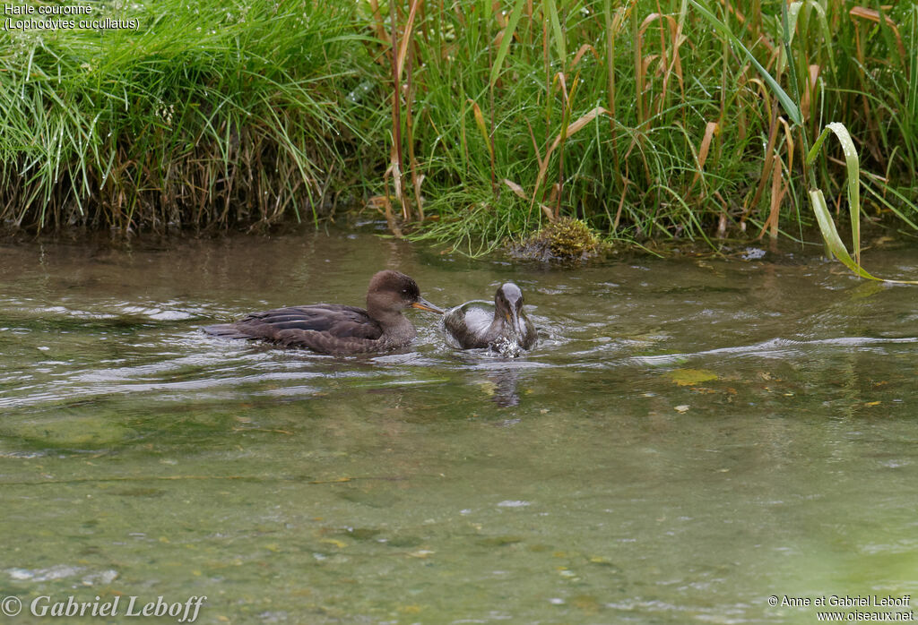 Hooded Merganser