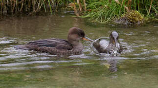 Hooded Merganser