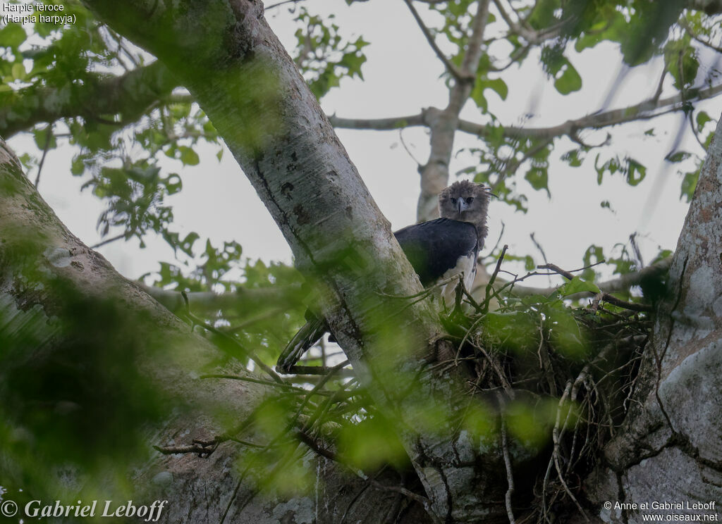 Harpy Eagle female, Reproduction-nesting