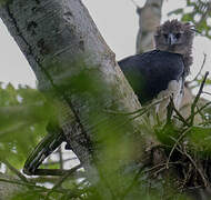 Harpy Eagle