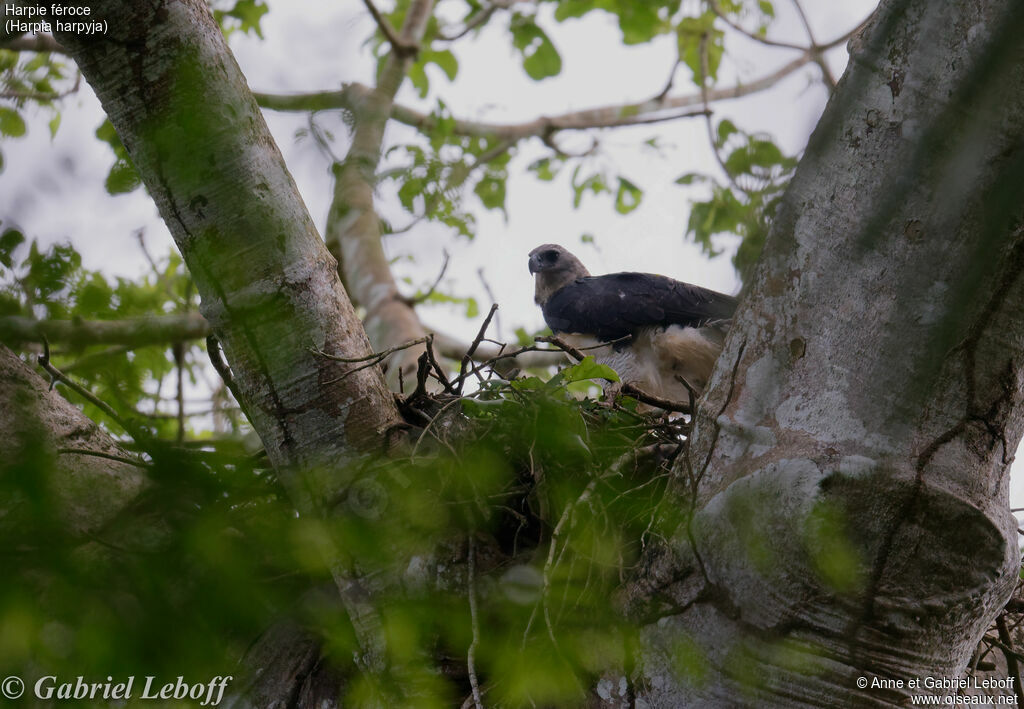 Harpy Eagle female, Reproduction-nesting