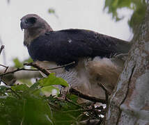 Harpy Eagle