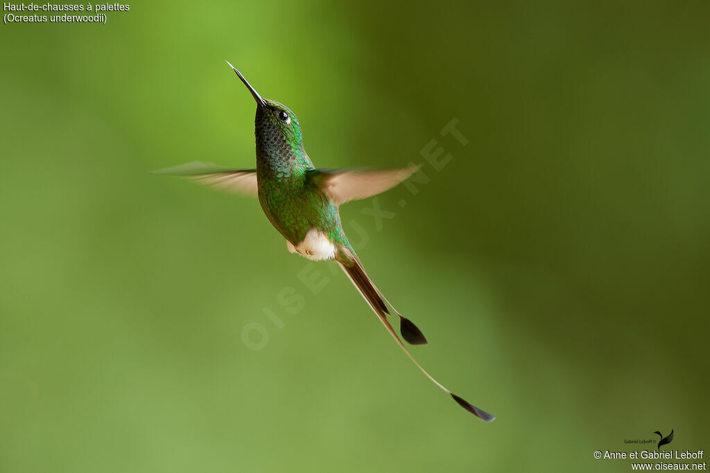 White-booted Racket-tail male