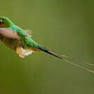 Haut-de-chausses à palettes