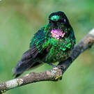 Héliange tourmaline