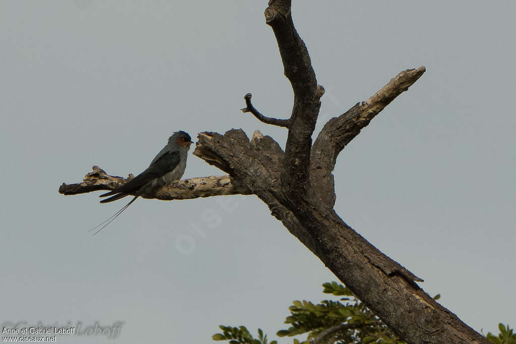 Crested Treeswift male adult, identification