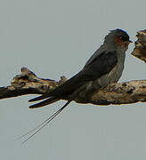 Crested Treeswift