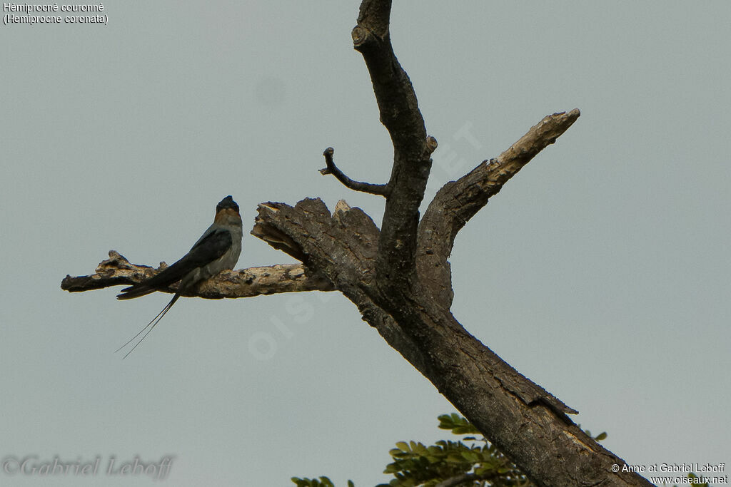 Crested Treeswift