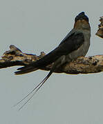 Crested Treeswift