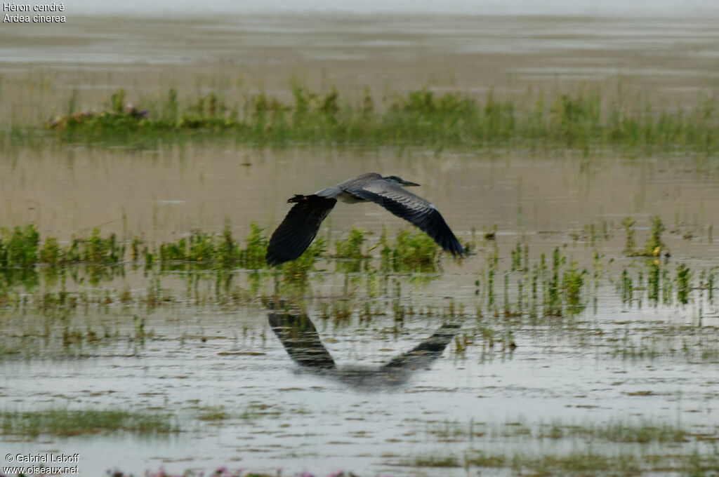 Grey Heron