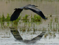 Grey Heron