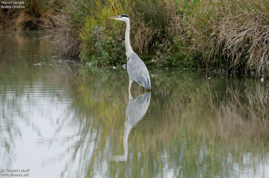 Grey Heron