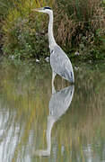 Grey Heron