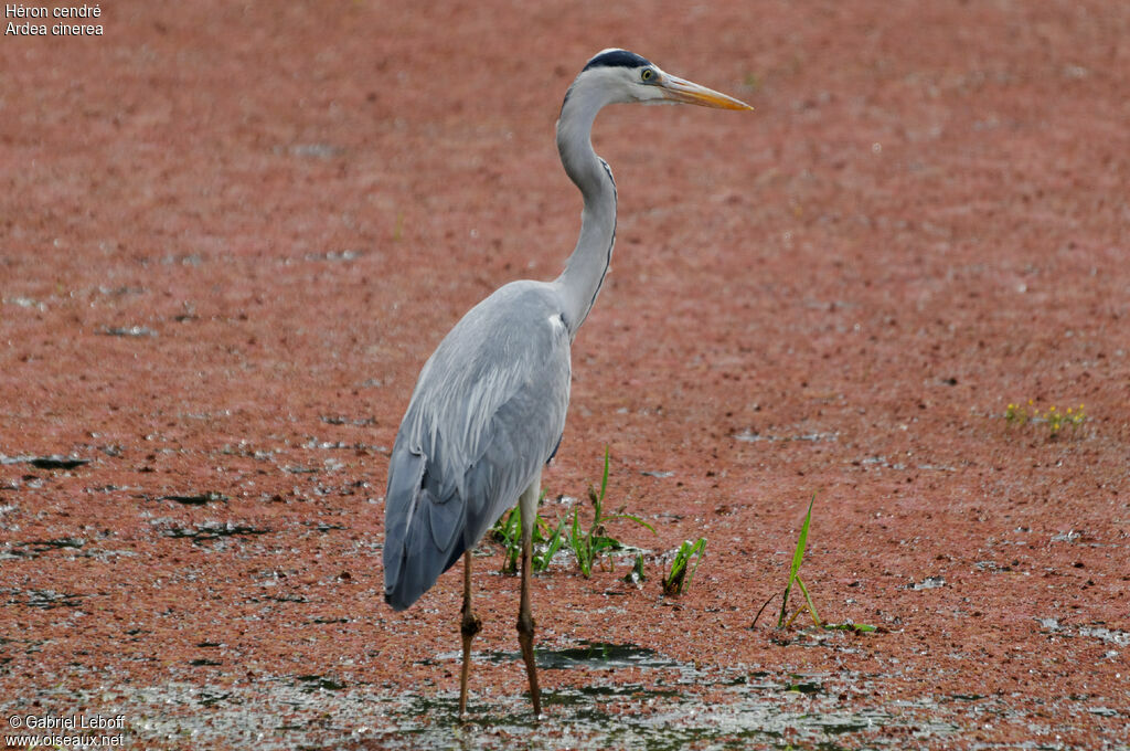 Grey Heron