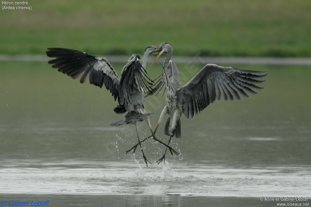 Grey Heron