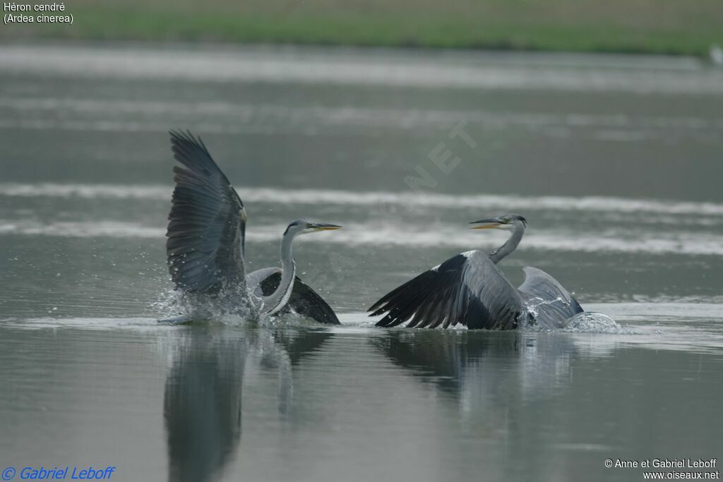 Grey Heron