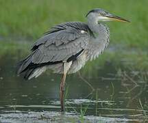 Grey Heron