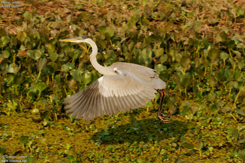 Cocoi Heron