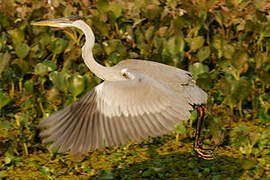 Cocoi Heron