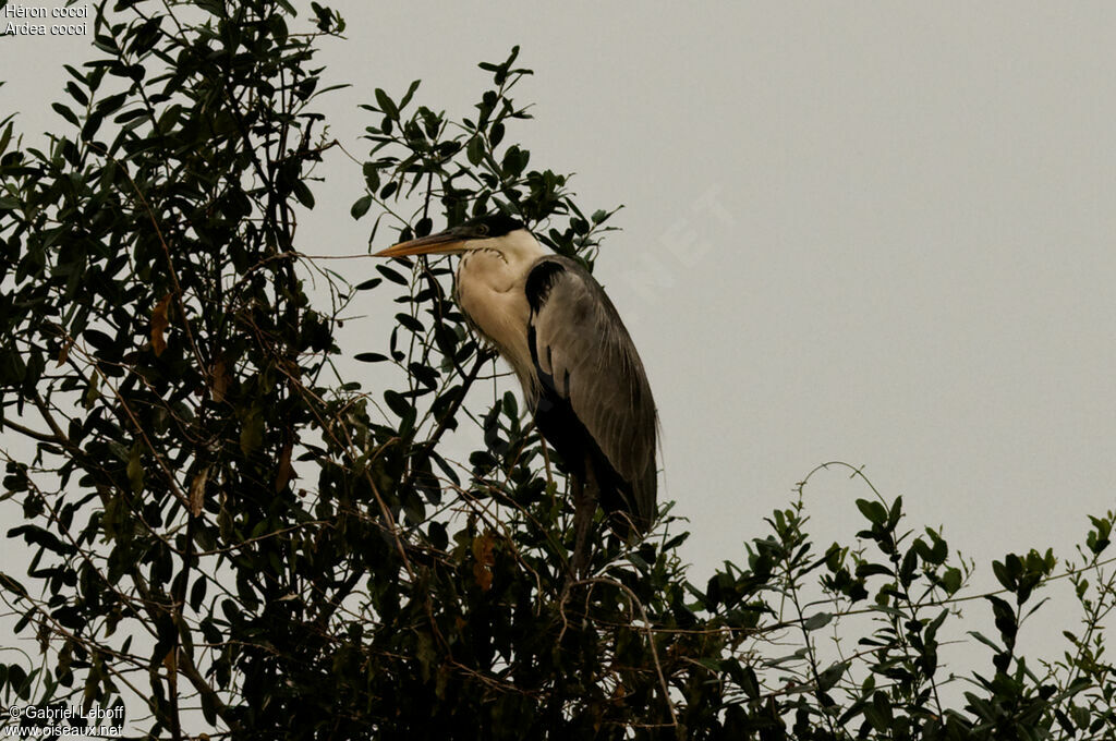 Cocoi Heron