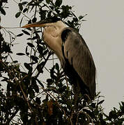 Cocoi Heron