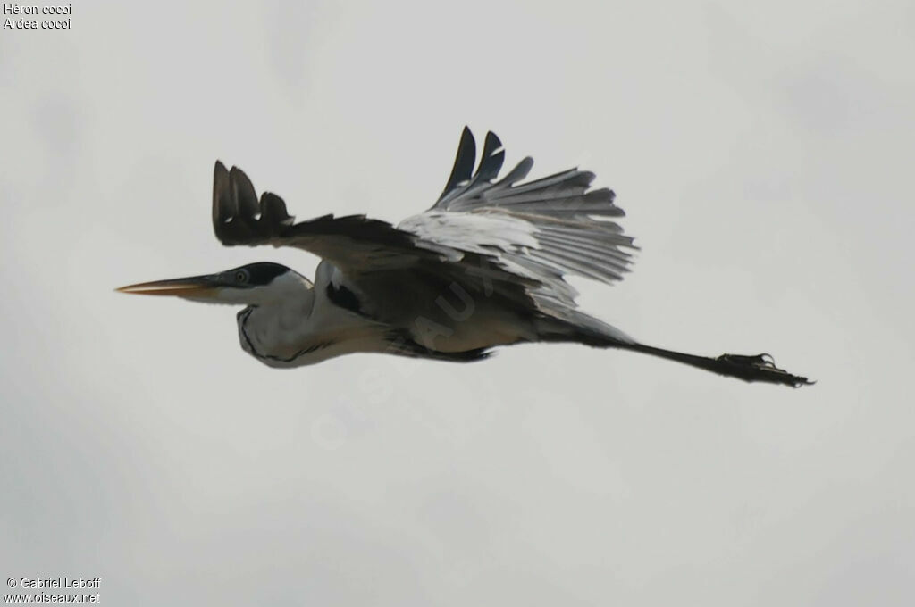 Cocoi Heron