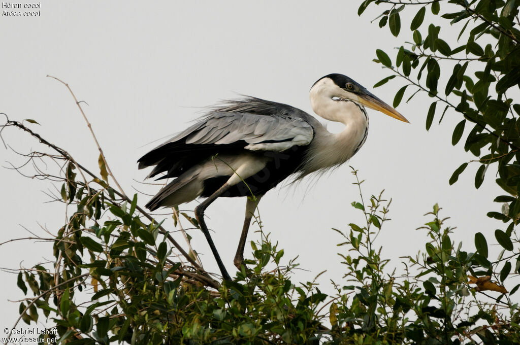 Cocoi Heron