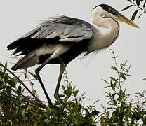 Cocoi Heron